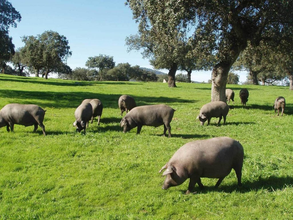 Cerdo ibérico en la dehesa, raza porcina clave en la producción del jamón ibérico