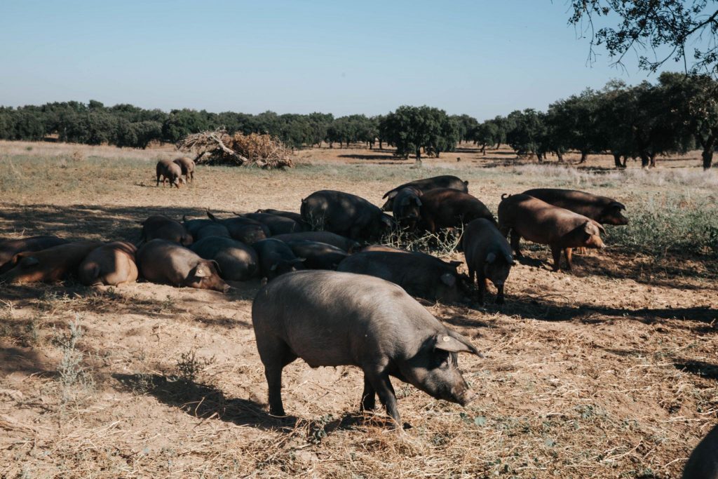 Cerdos ibéricos alimentándose en la dehesa durante la montanera
