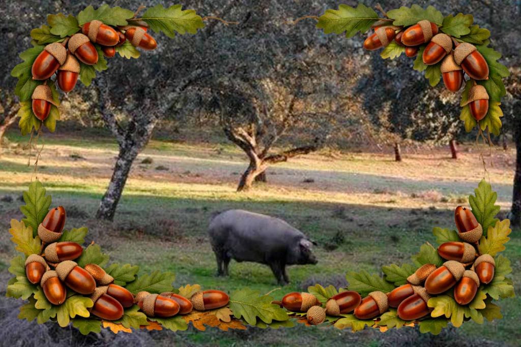 Cerdo ibérico en dehesa para artículo sobre raza ibérica en Zaragoza Imagen de cerdos ibéricos oscuros en dehesa, rodeados de encinas y pasto natural, ideal para ilustrar un artículo sobre la raza ibérica, su origen y su influencia en la calidad del jamón en Charcuterías Pascual, Zaragoza.