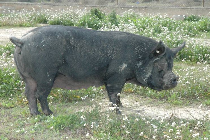 Chato murciano en Zaragoza Cerdo chato murciano en artículo de Charcuterías Pascual Zaragoza