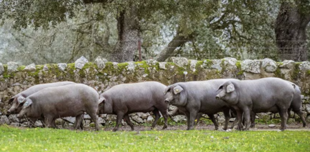 Jamón ibérico colgado en bodega artesanal