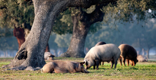 Pieza de jamón ibérico de Salamanca en tabla de corte