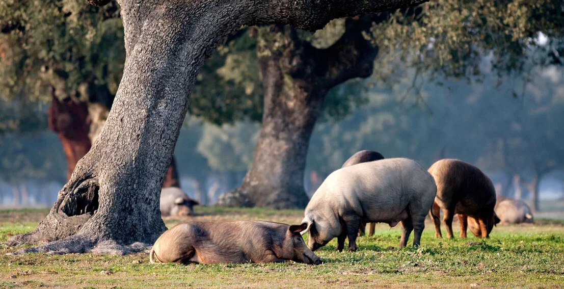 Dehesa con encinas y cerdos ibéricos
