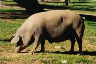 Jamón D.O. Teruel cortado en lonchas