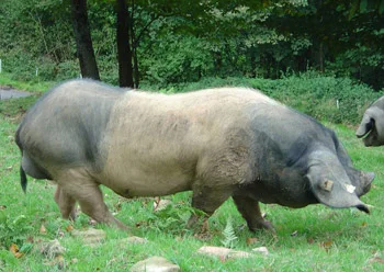 Jamón D.O. Teruel cortado en lonchas