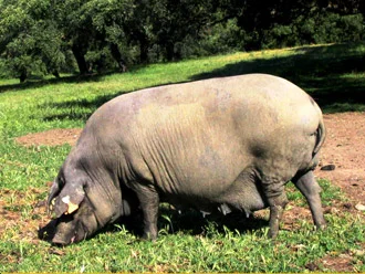 Jamón D.O. Teruel cortado en lonchas