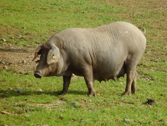 Jamón D.O. Teruel cortado en lonchas
