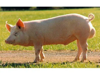 Jamón gran reserva con vetas elegantes