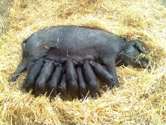 Jamón D.O. Teruel cortado en lonchas